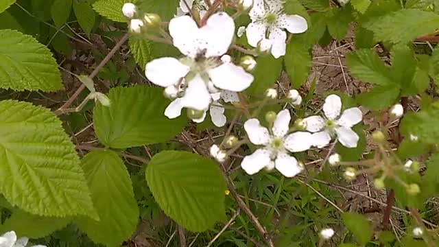 Blackberry Bush