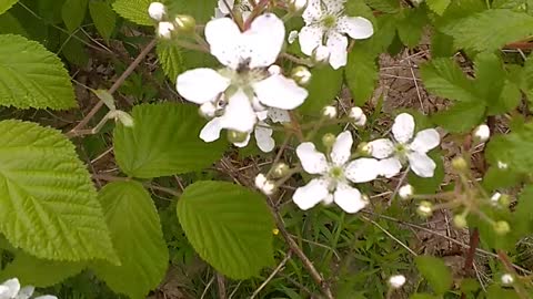 Blackberry Bush