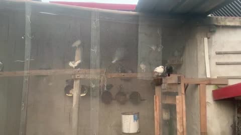 pigeons like to gather together