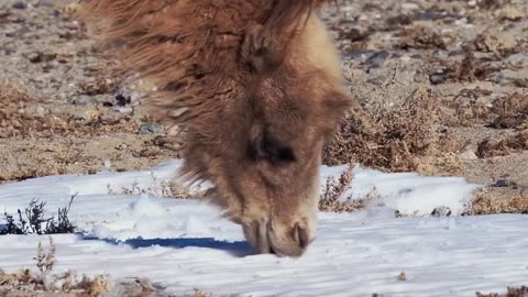 Elephant eat ice