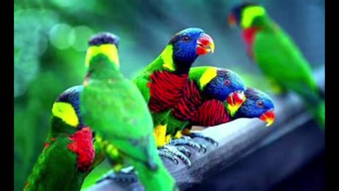 BEAUTIFUL BIRDS