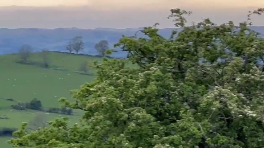country field