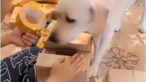 Smart puppy helps his owner pack