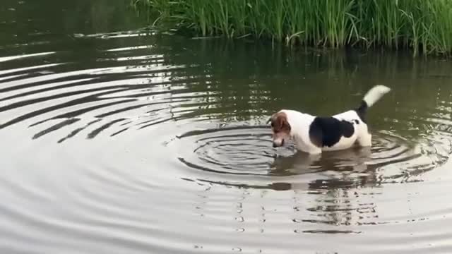 Dog tirelessly tries to catch fish in a pond