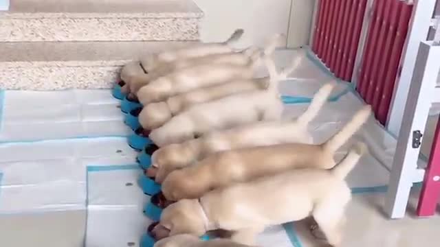 Funniest & Cutest Labrador Puppies #2 - Funny Puppy Videos 2022