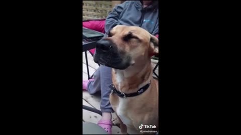 FUNNIEST ANIMAL COMPLIATION ON RUMBLE!