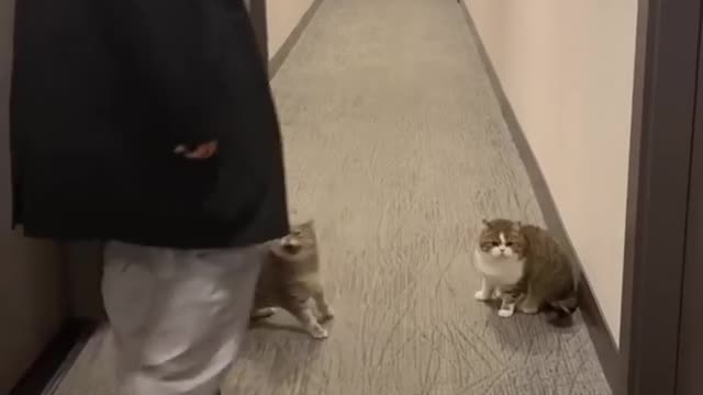 Best Funny Crazy Cats Viral Clips😹