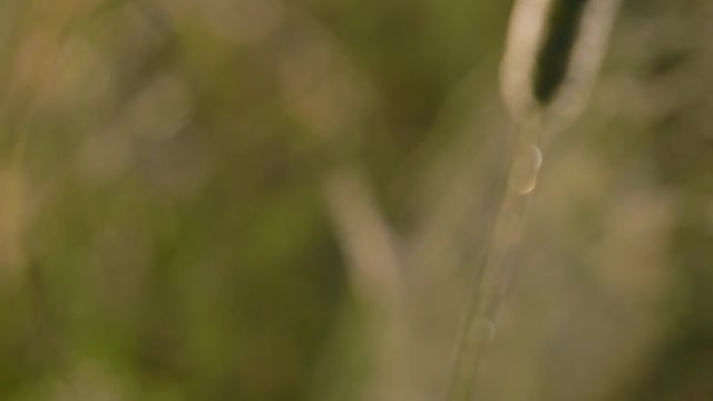 Close up of Spider Webs