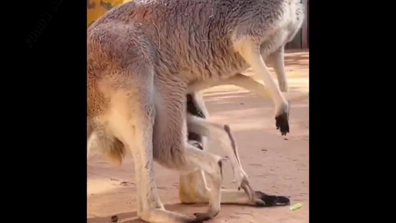 Funny Animal videos