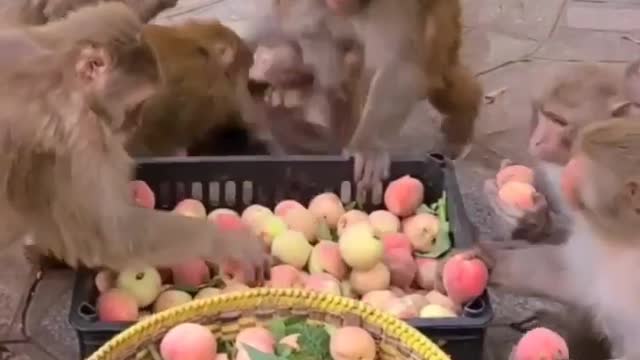 Monkey funny moments video