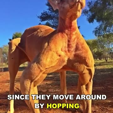 Kangaroo _ The Buff Marsupial