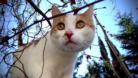 Look at the way the cat is looking slowly Cute pussy cat 🐈