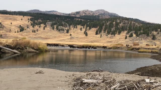 Massive Bison Herd Stampeding Through a Creek in Yellowstone National Park