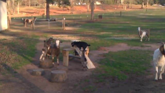 Baby Goats/Kids Playing on the New Playgound Obstacle