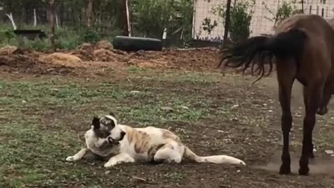 Best Friends Having Fun on the Farm