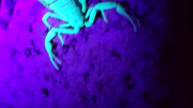Scorpion hunting