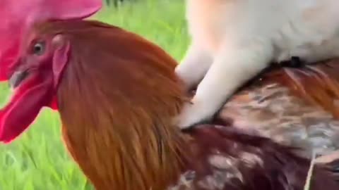 Funny cats and hen