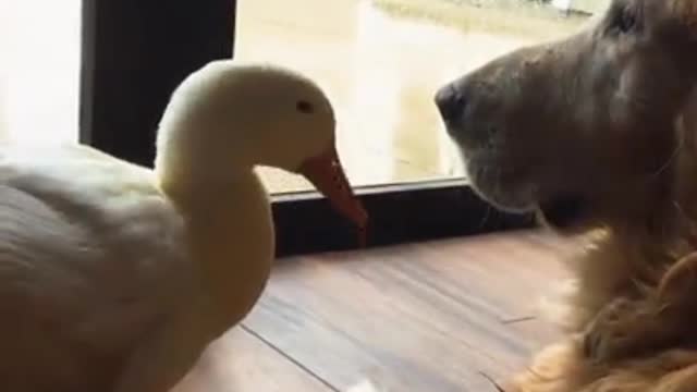 This Dog and Duck have the cutest, Most Surprising Friendship