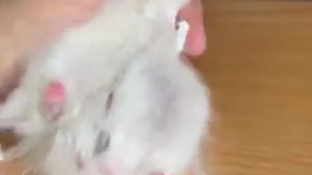exist? Come in and watch the little mouse dance