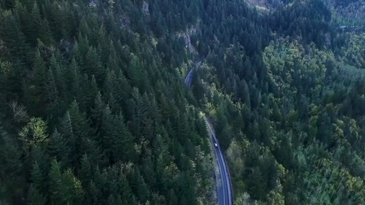 LANDSCAPE FOREST ROAD