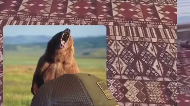 “Dude just anklepicked a bear” 💀