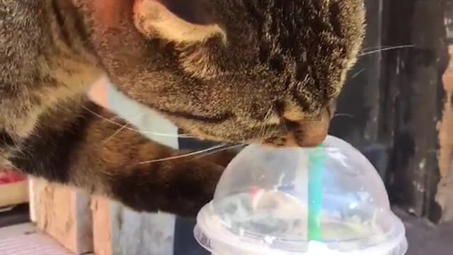 Brown cat accidentally knocks over starbucks cup