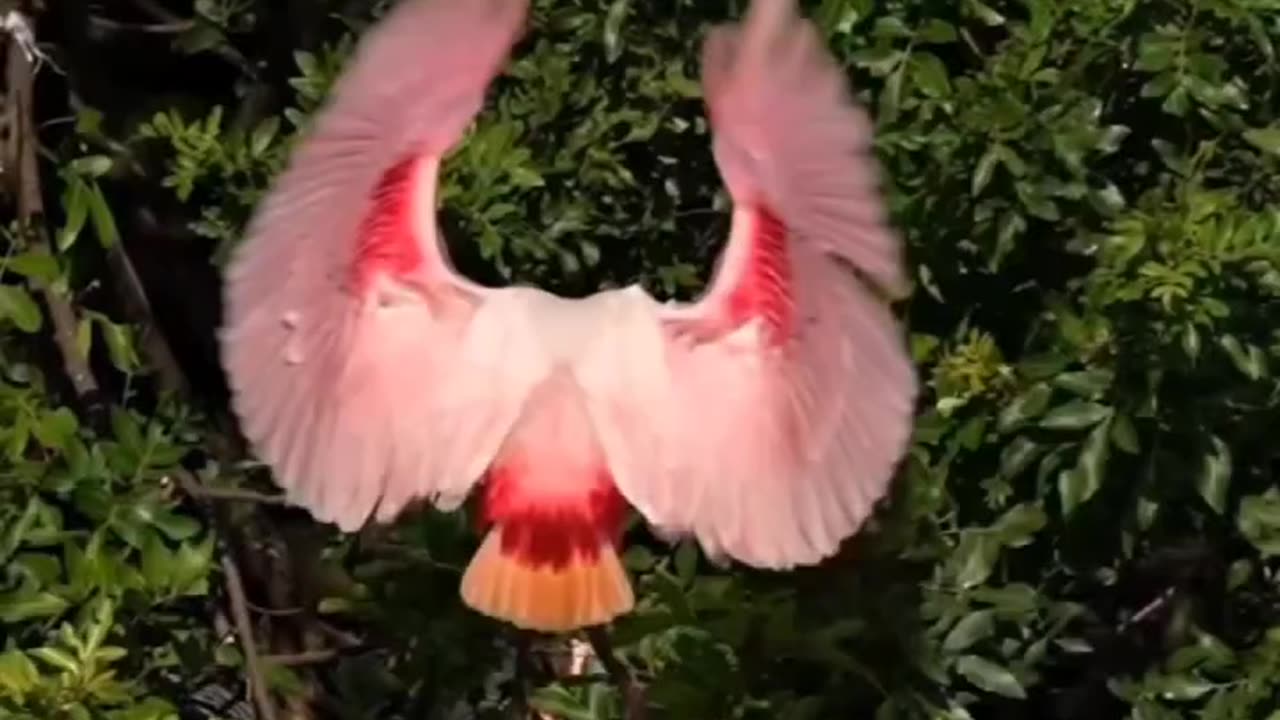 THE STUNNINGLY BEAUTIFUL FLAMBOYANT ROSEATE SPOONBILL