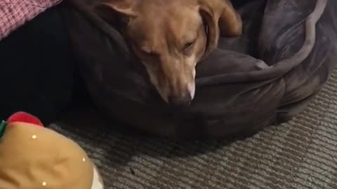 Sleepy brown dog hiding under a bunch of blankets