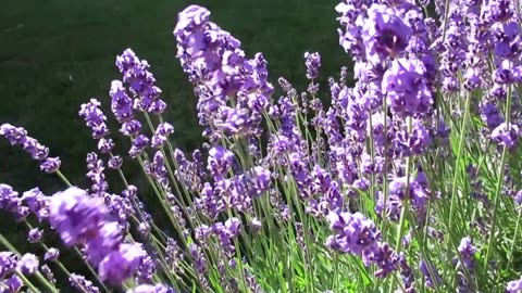 FLOWERS CAN DANCE!!! Amazing nature Beautiful blooming flower time lapse video