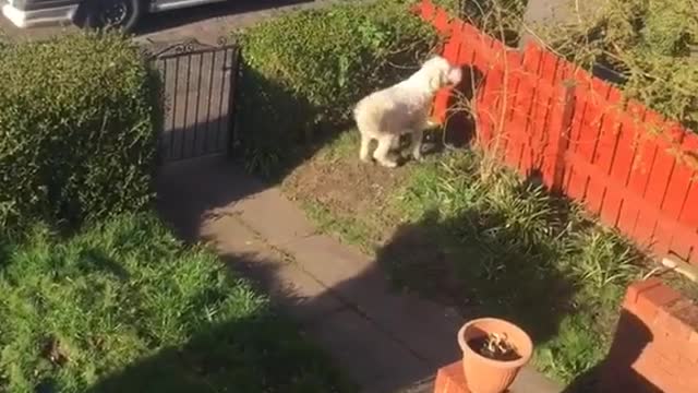 Excited Dog Jumps for Ice Cream Man