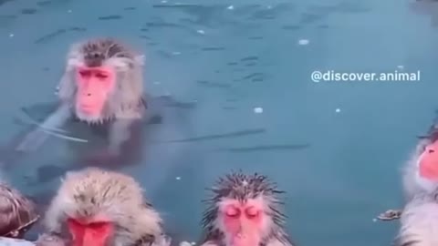 monkeys on relax