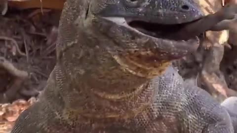 Comodo dragon catching swallow wild boars