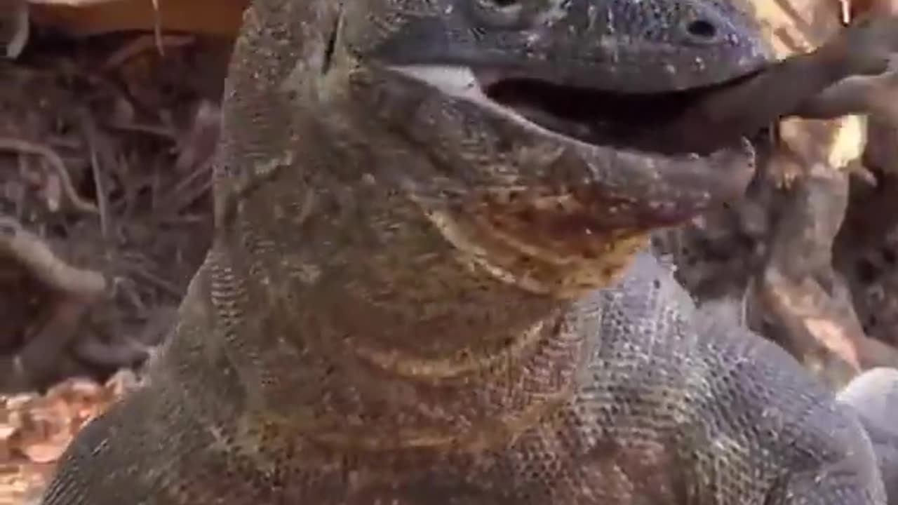 Comodo dragon catching swallow wild boars
