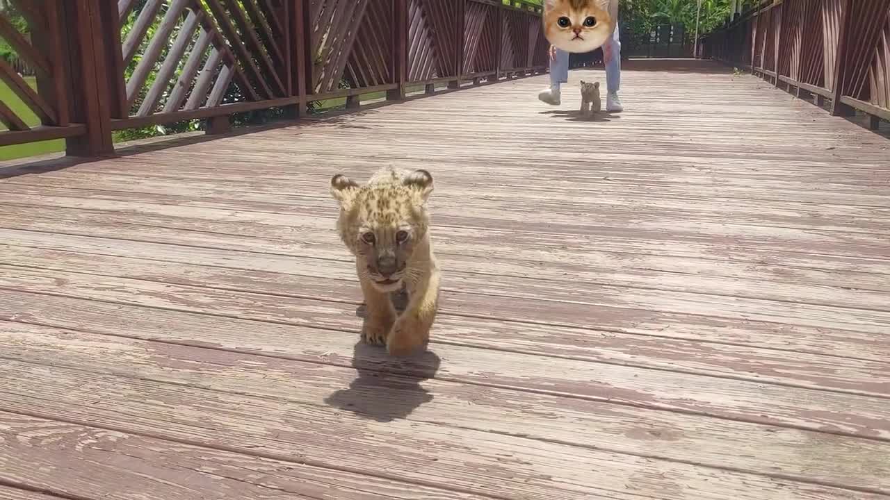 The little tiger came out to play