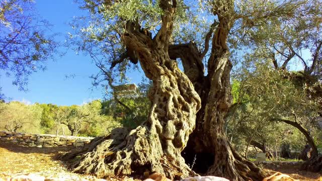 Ye Elders Of Israel