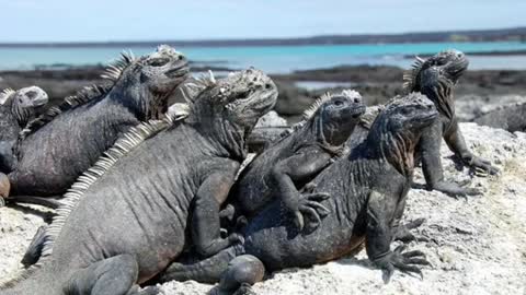 Islands that are infested by animals