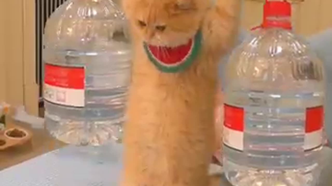 Funny cats compilatuon