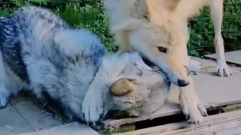 Wolves joking with each other