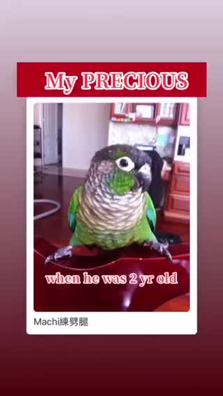 Celebrate 10 Year Bird Life