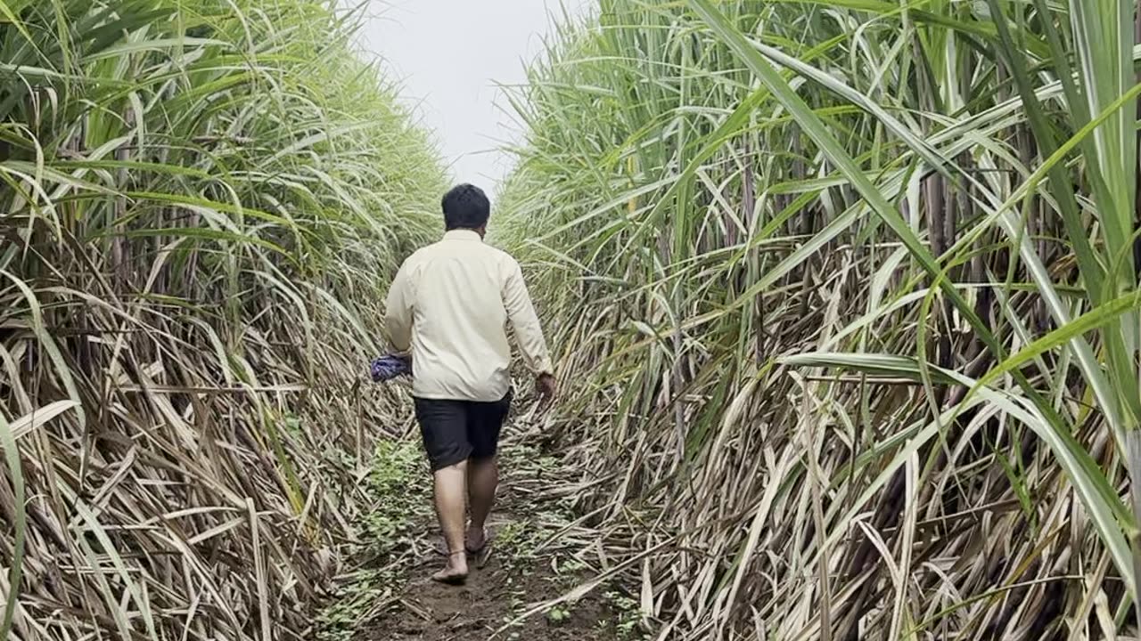 Visiting my sugarcane farm