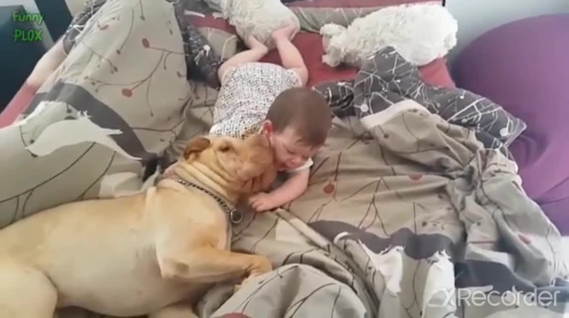 Cute Cats and Dogs Love Babies Compilation