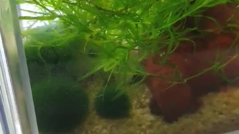 play with marimo