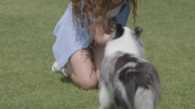 Talented Dog Shorts | AnimalsVideo360