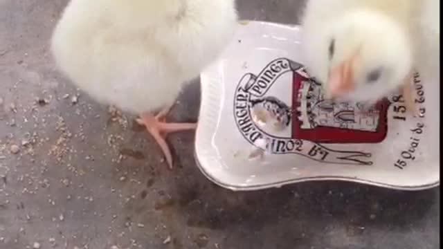 Music yellow chicks eating food from white bowl