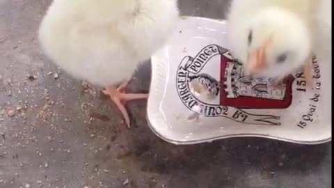 Music yellow chicks eating food from white bowl