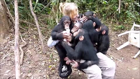 Cuddly Baby Chimpanzees - Cutest