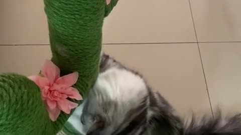 Cute cat climbing down a flower