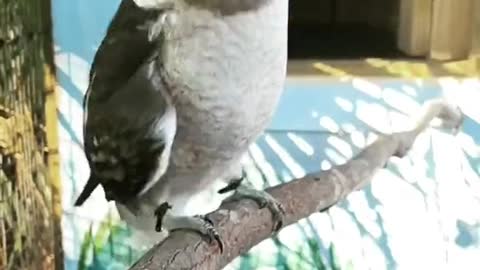 Beautiful birds slow motion