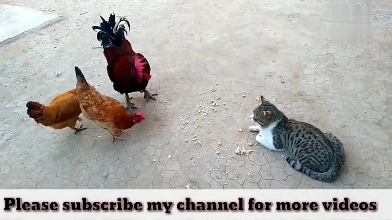 Funny Chicken - ULTIMATE Funny CHICKEN Compilation 2024