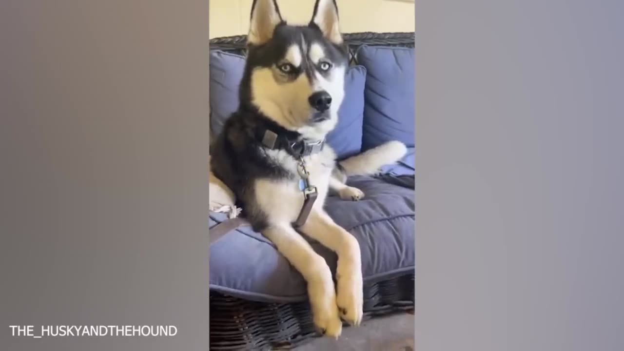 Don't try to mess with these dog - Funny Dog Videos 2023